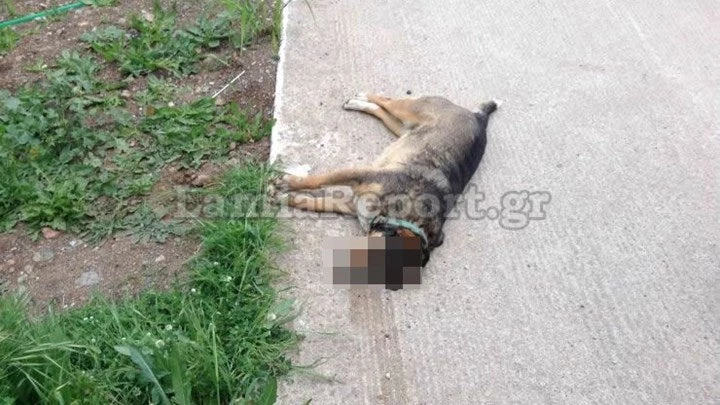 Φρίκη στη Λαμία – Δηλητηρίασαν σκυλιά με φόλα
